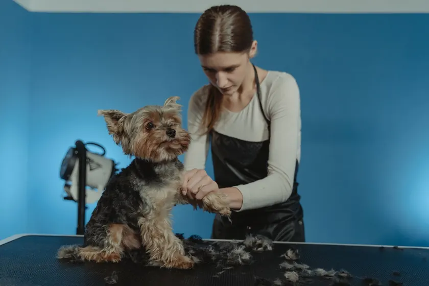 Estilista canina arreglando el pelo de un yorkshire sobre la mesa de trabajo