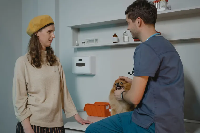 Veterinario revisando a un perro pequeño frente a su dueña en el consultorio